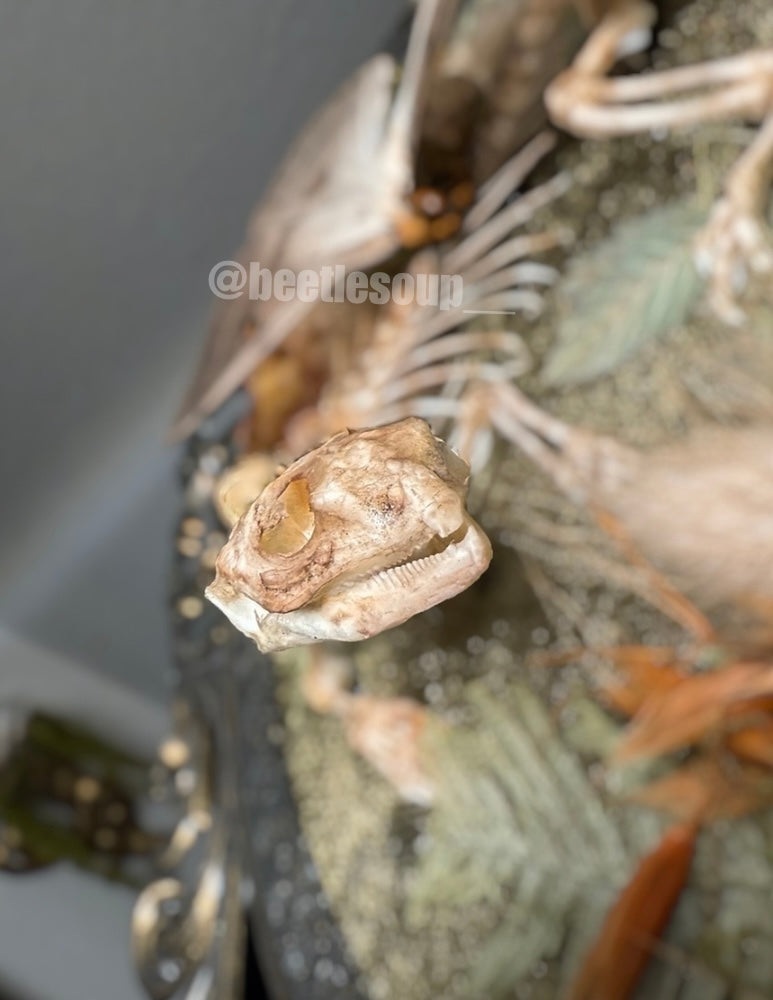 #9 Uromastyx Skeleton 10x13 Hand-stained skeleton