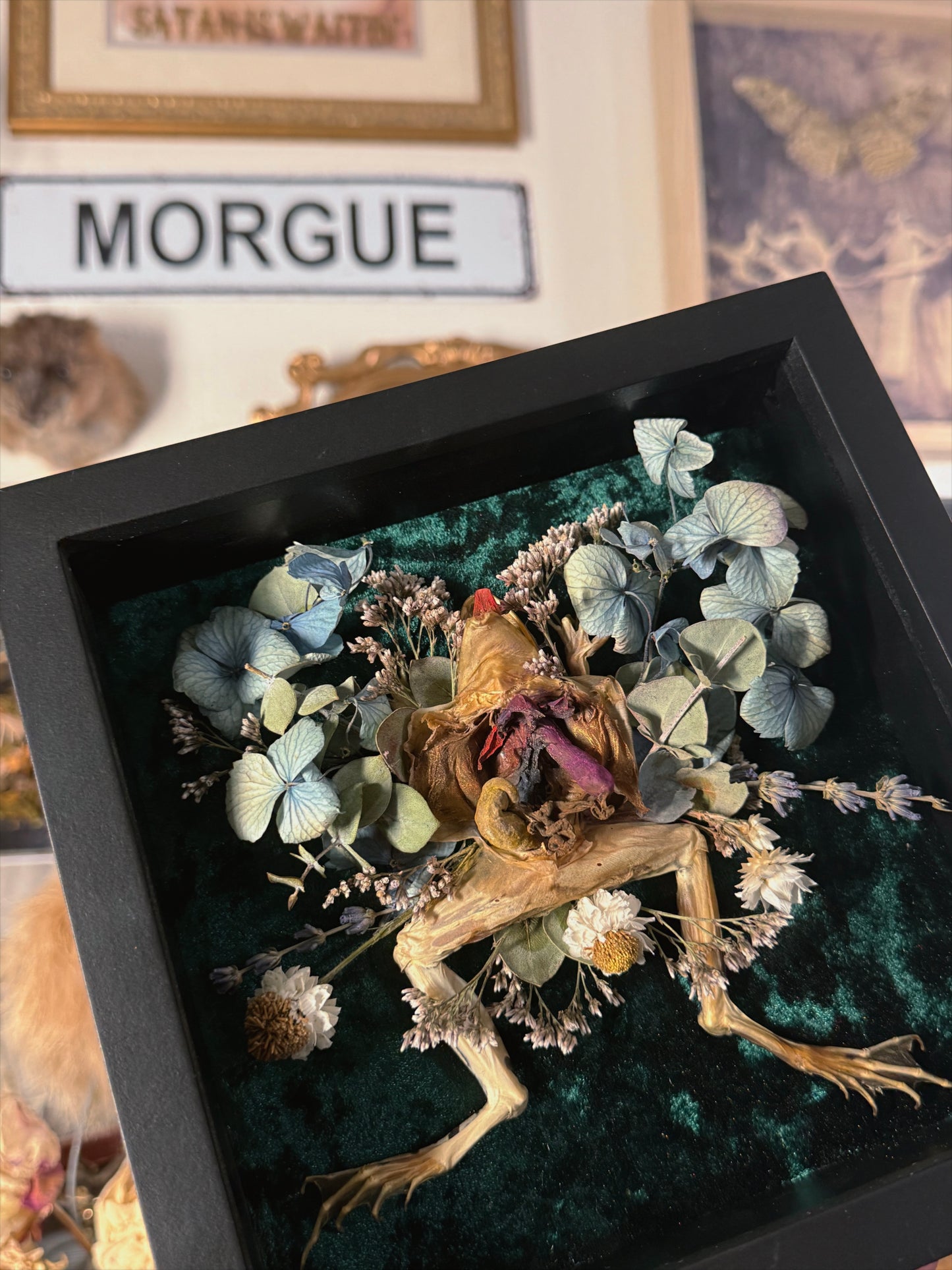 #24 Dissected Frog shadowbox 8x8