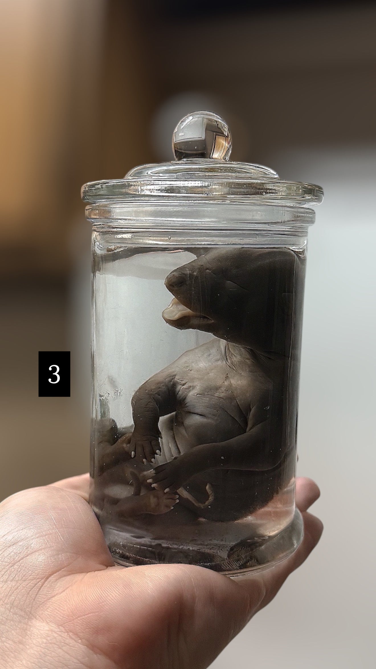 Rare Fetal Belgian Malinois Puppy