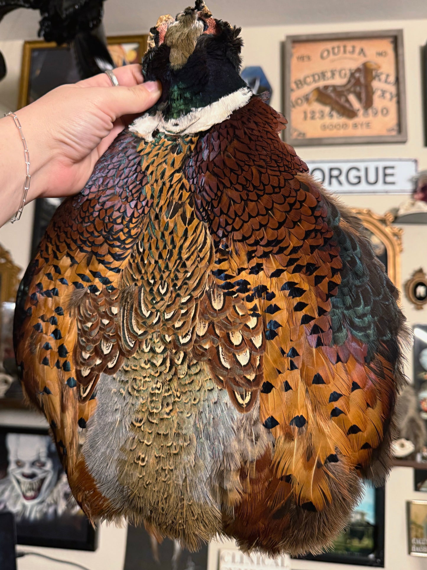 #64 Real pheasant pelt