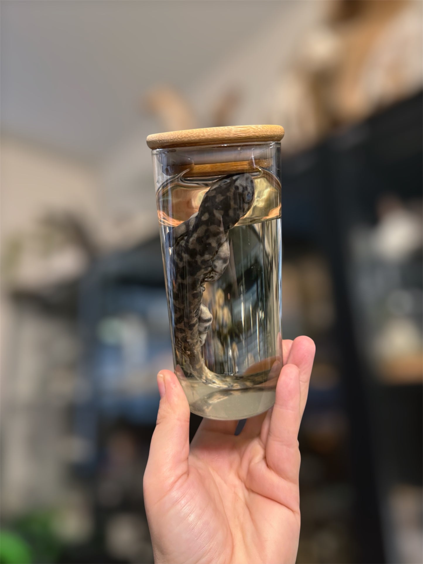 #21 Tiger Salamander Wet Specimen