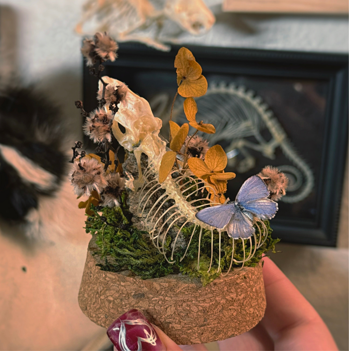 #28 Baby Blue Tongue Skink Dome 4.5”