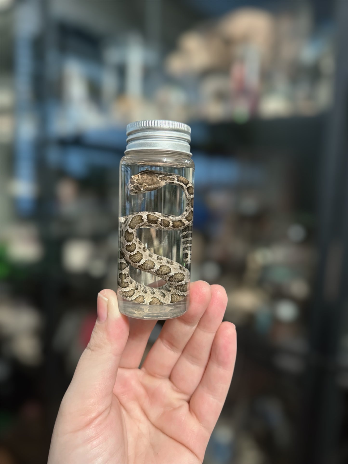 #19 Baby Rattler Snake Wet Specimen