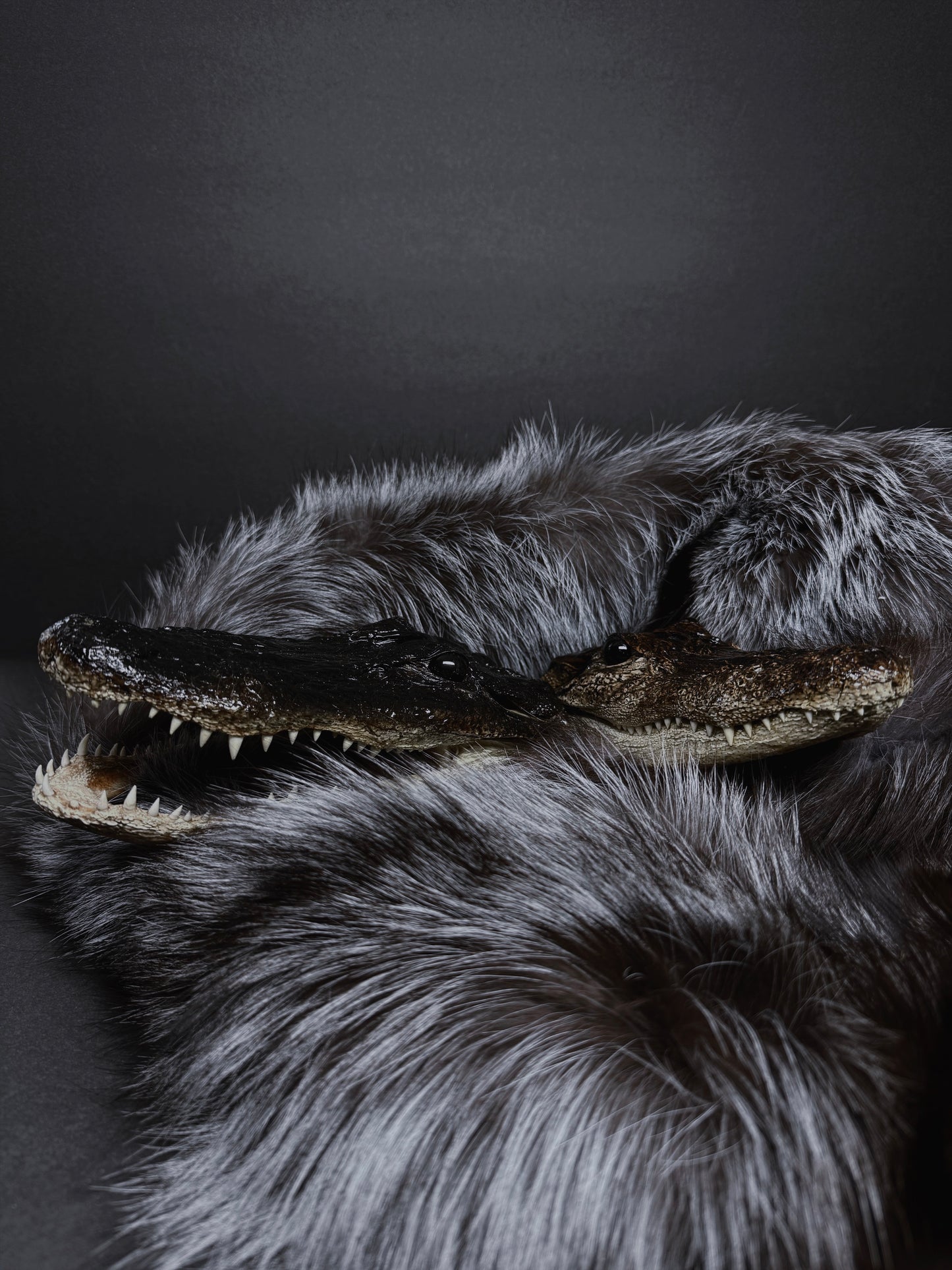 #13 Mummified Gator Heads (Random)