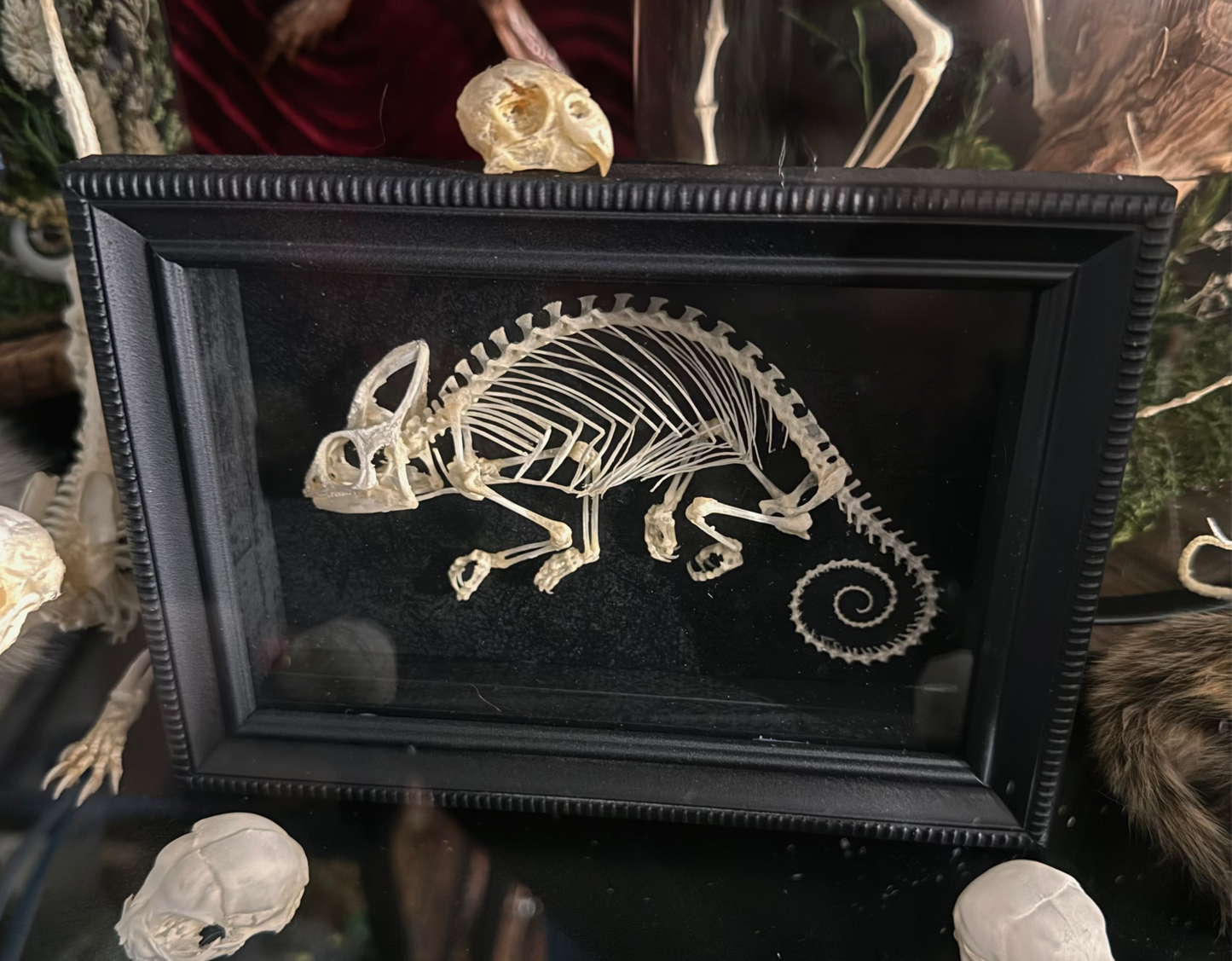 #31 RESELLING Chameleon Skeleton (Read description)