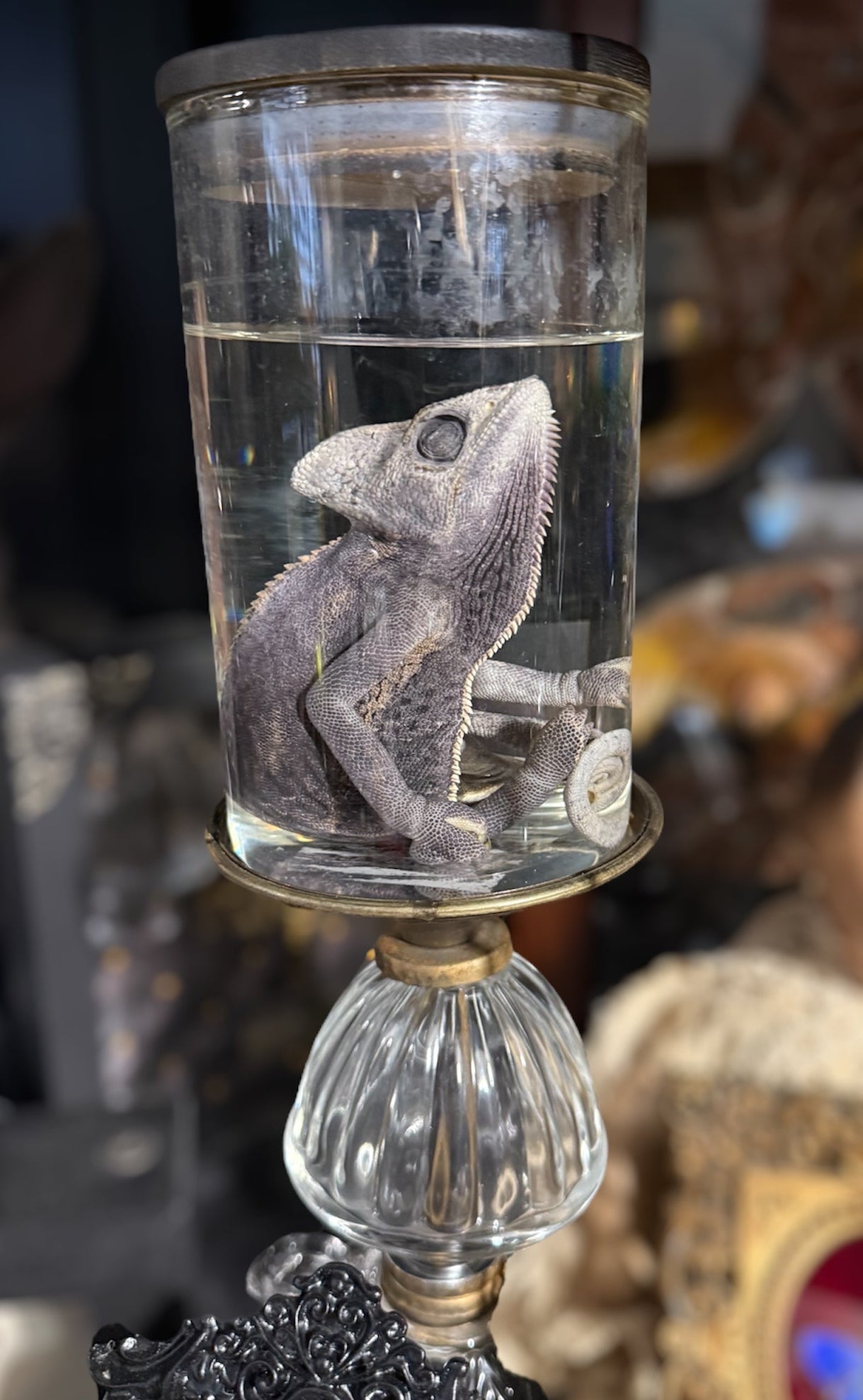 #33 RESELLING Chameleon Wet Specimen & stand (Read description)