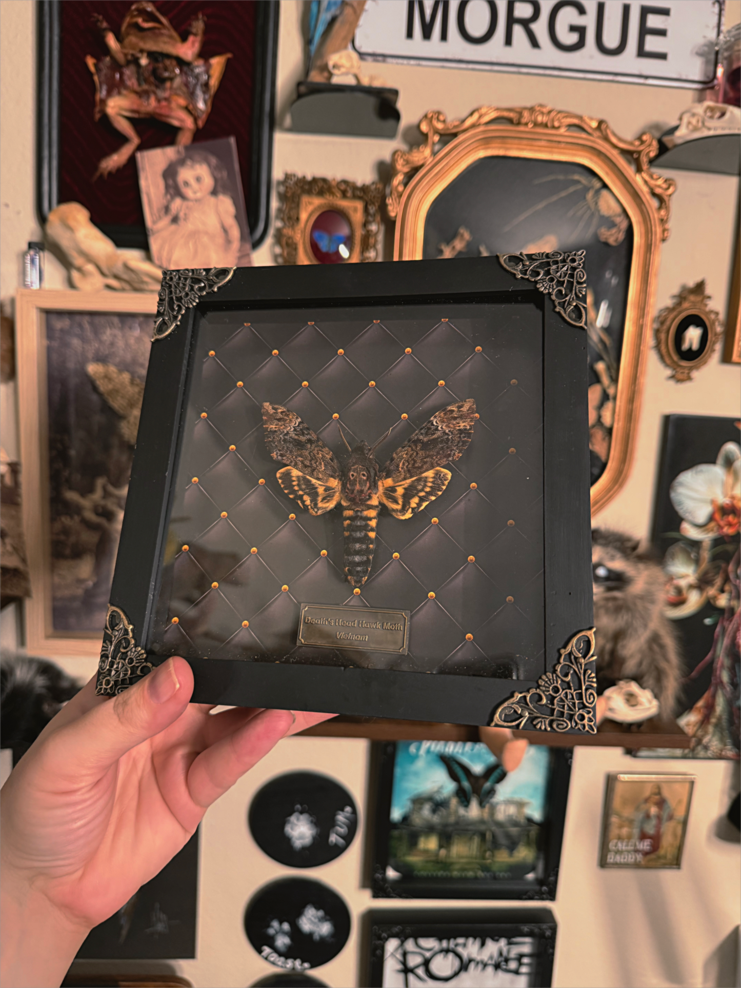 #49 RESELLING Deathshead frame