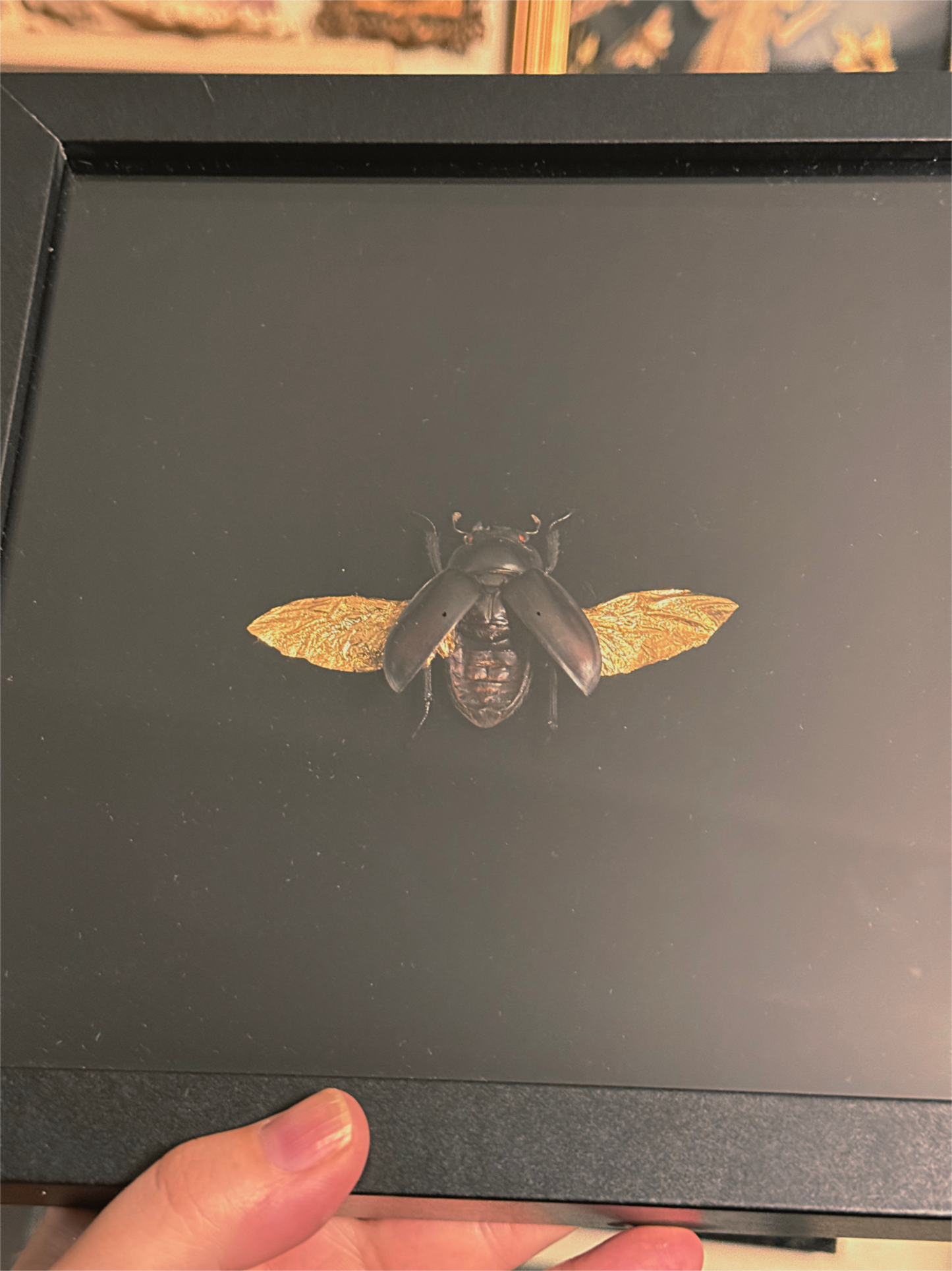 #45 Gold Wing Beetle frame