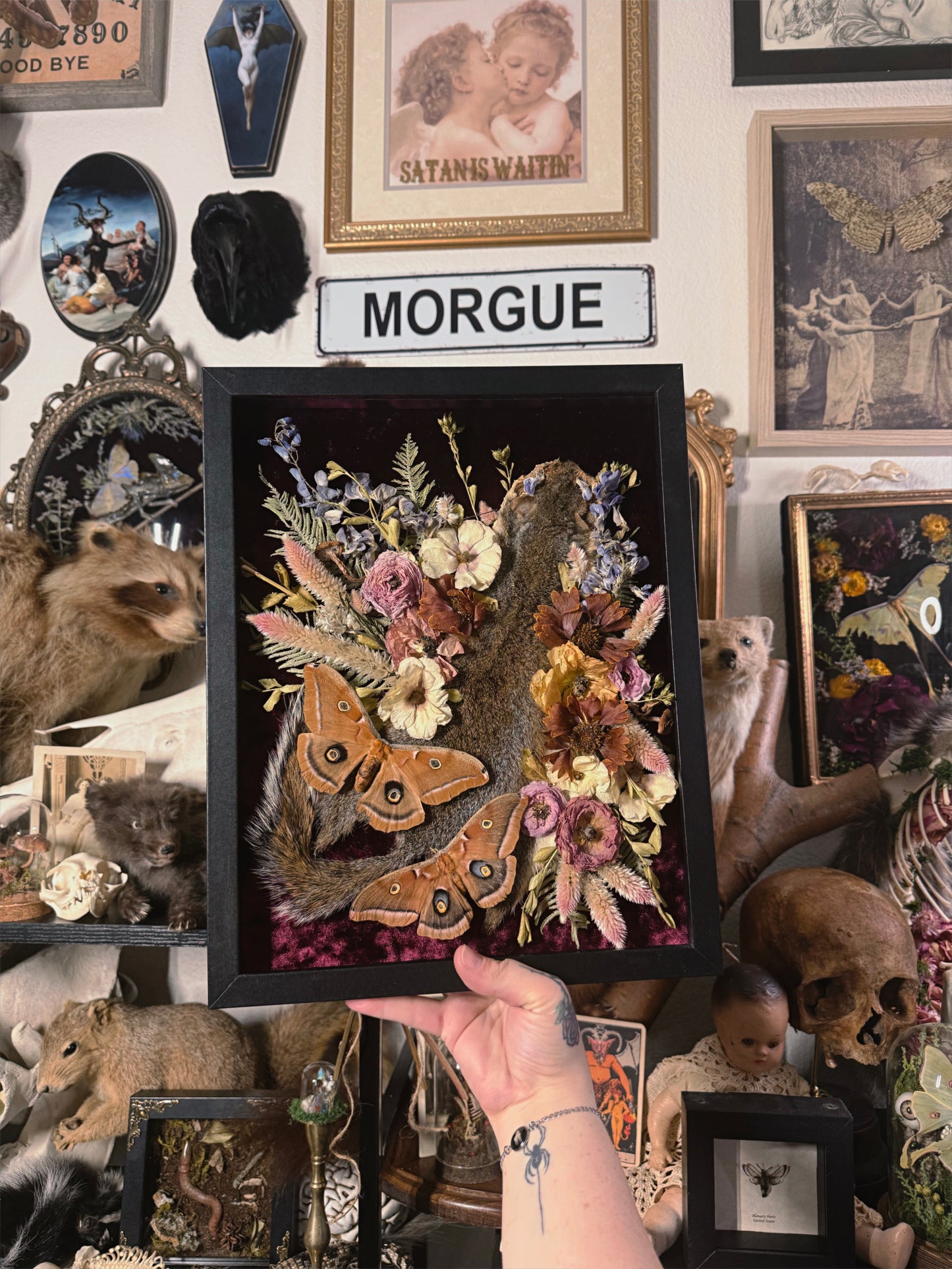 #58 Squirrel Pelt & moth frame