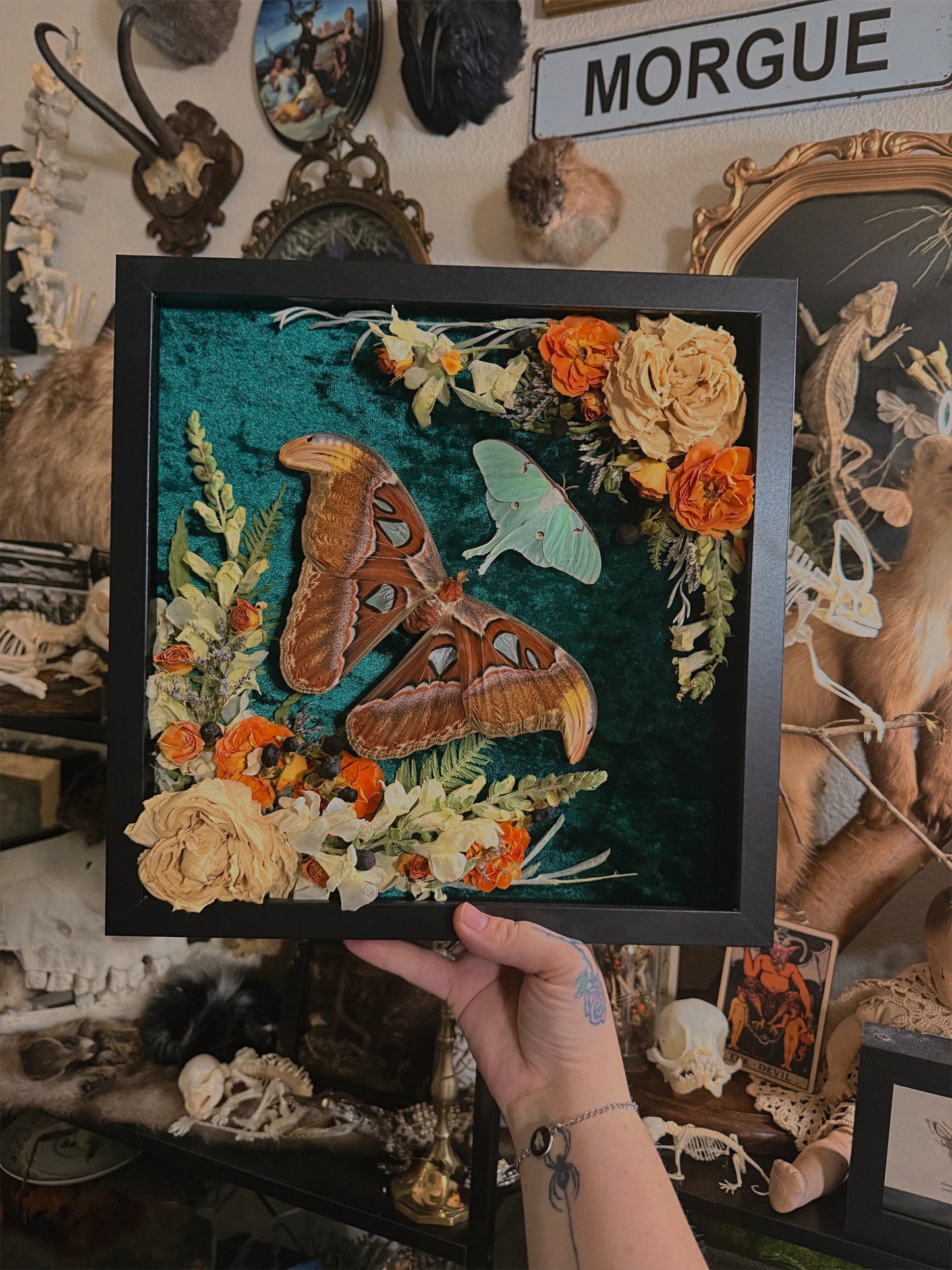 #59 Atlas and Luna moth frame