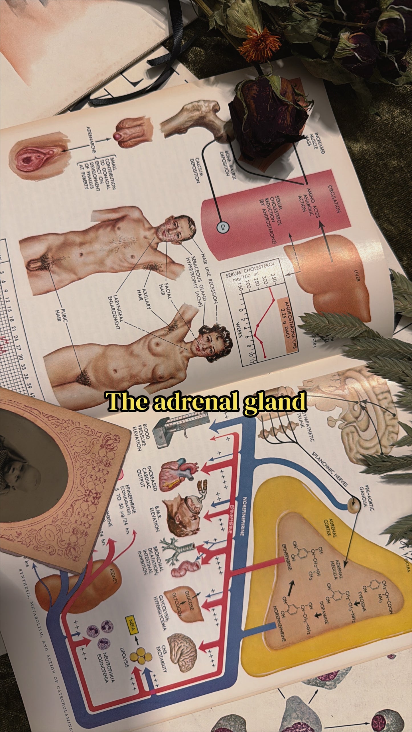 #74 1960s Vintage Clinical Symposia books