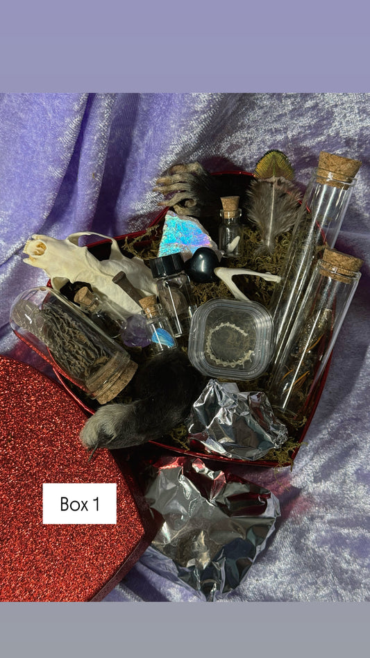 Valentines Collection MEDIUM ODDITY HEART BOX w/ WET SPECIMEN