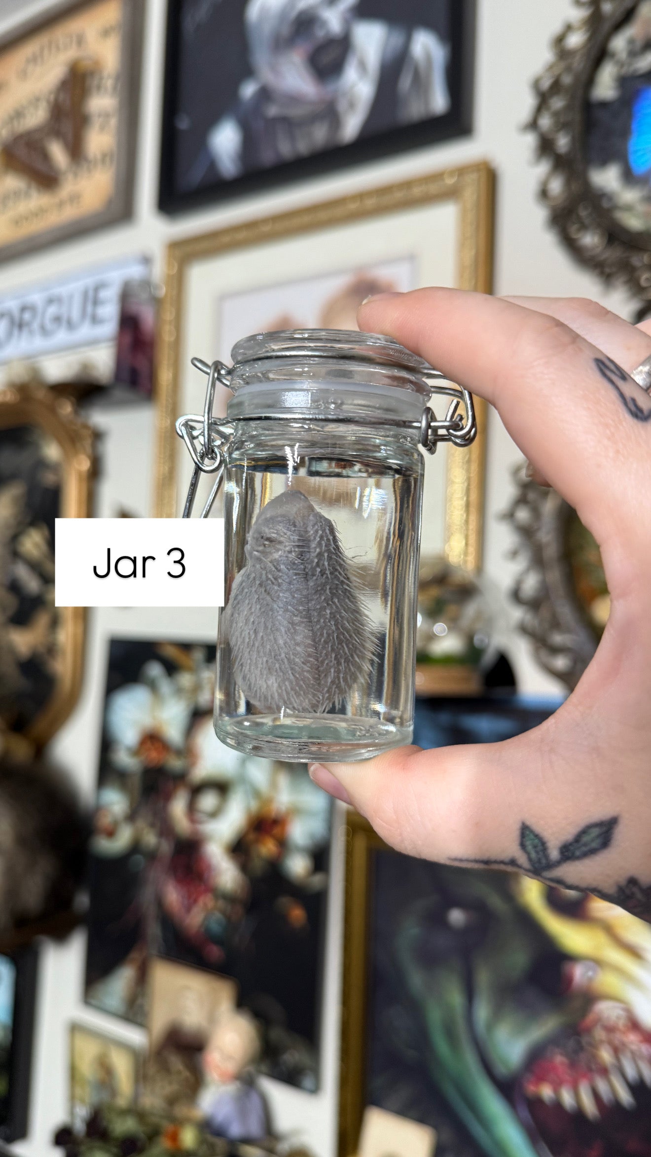 Valentines Collection Hedgehogs (Read Description!)