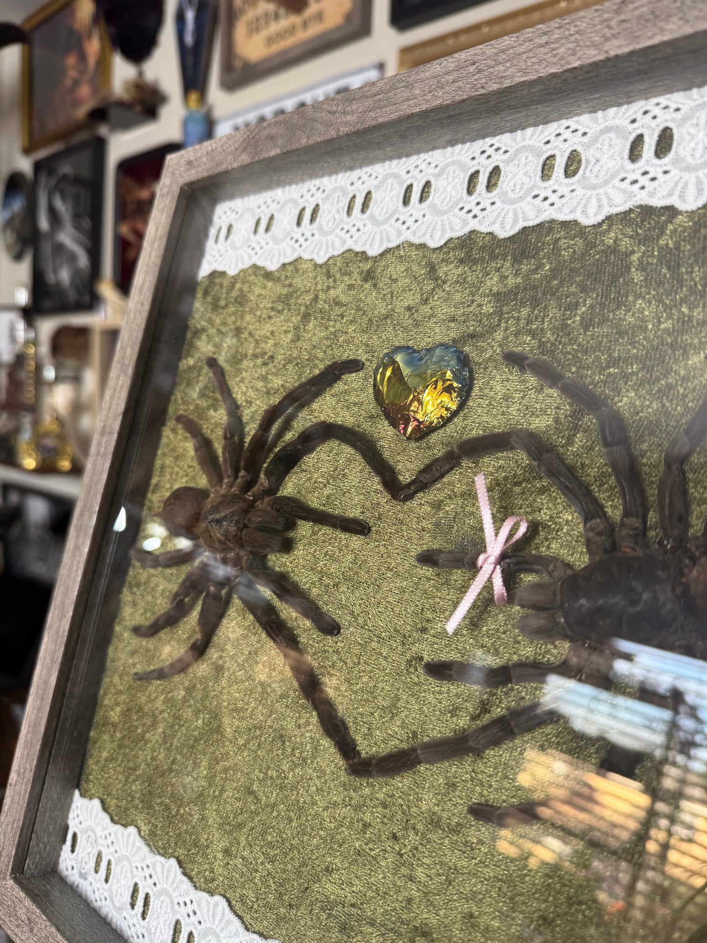 Valentines Collection Tarantula Heart