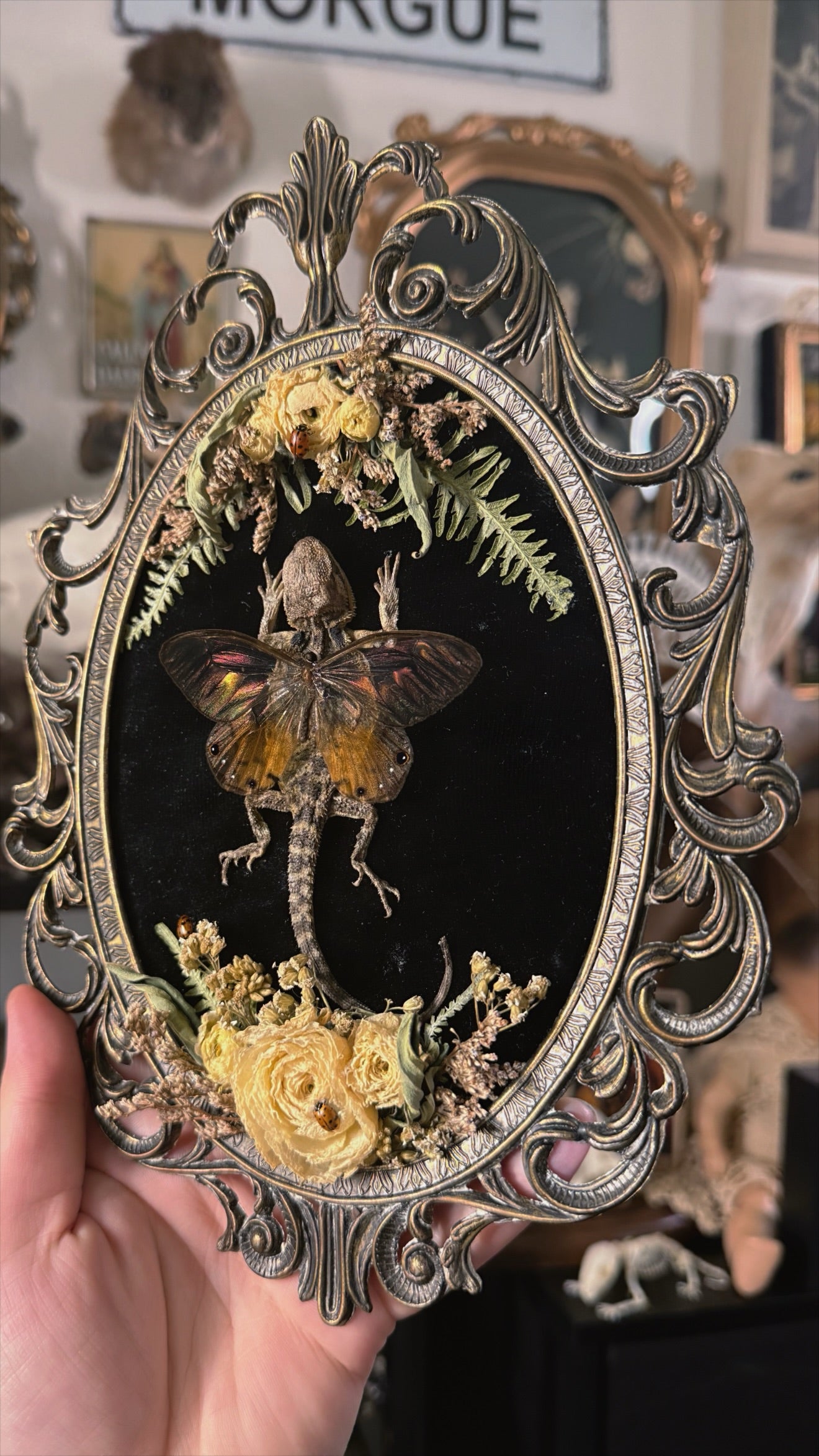 #1 Mummified Baby beardie Fairy 7x10