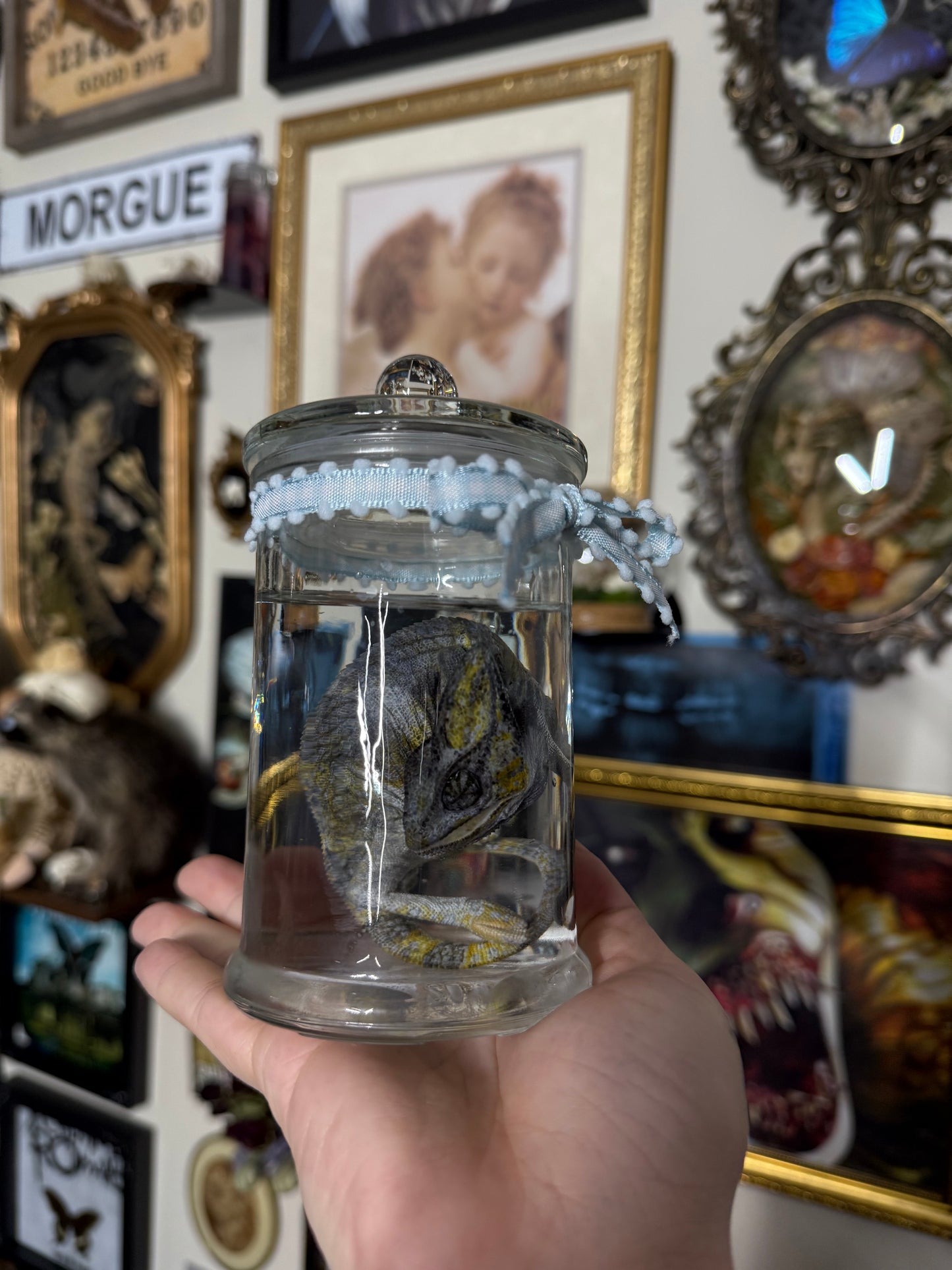 Valentines Collection Chameleon (Read Description!)