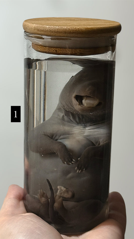 Rare Fetal Belgian Malinois Puppy