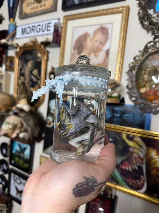 Valentines Collection Chameleon (Read Description!)