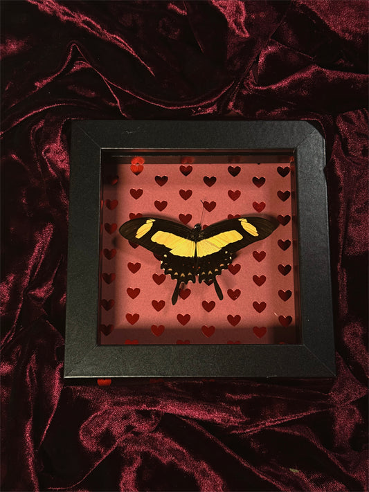 5. Love bug frame (READ DESCRIPTION)