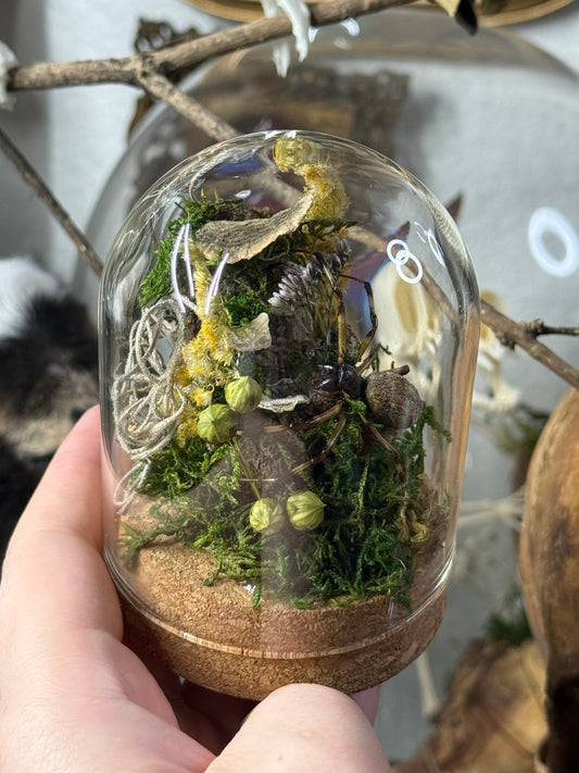 #57 SET OPTION, scorpion & spider dome