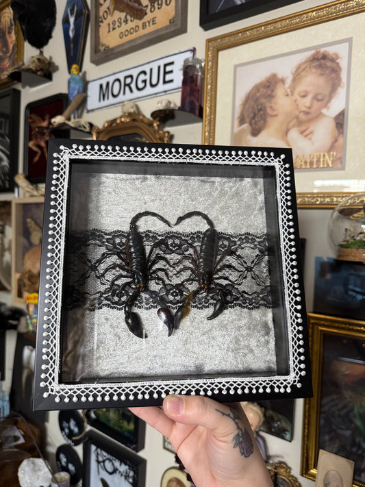 Valentines Collection Scorpion Heart