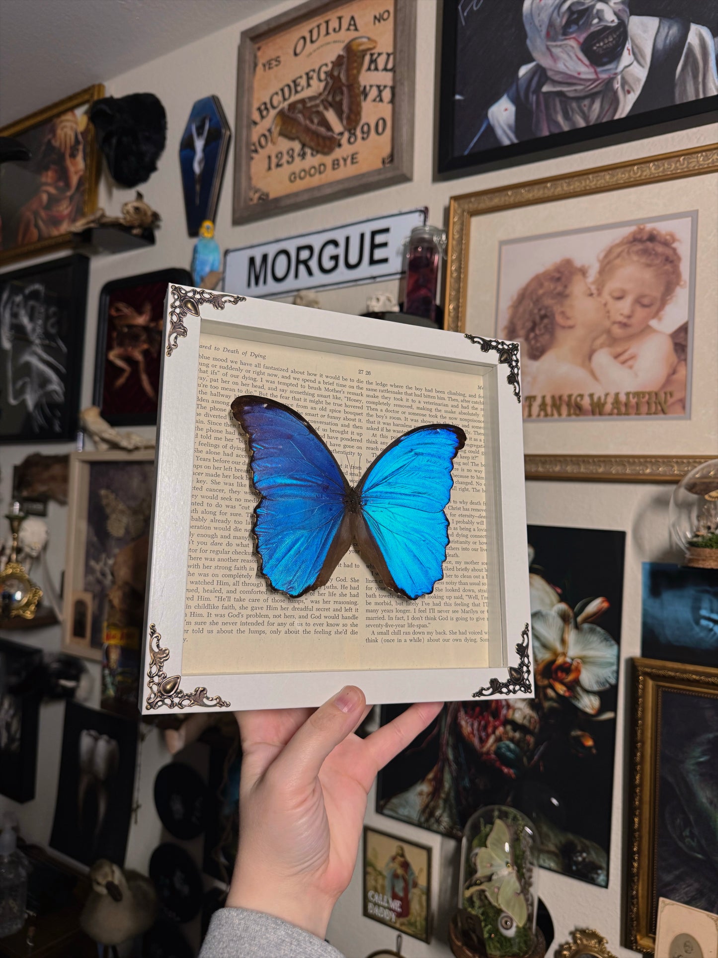 #87 Morpho frame 8x8