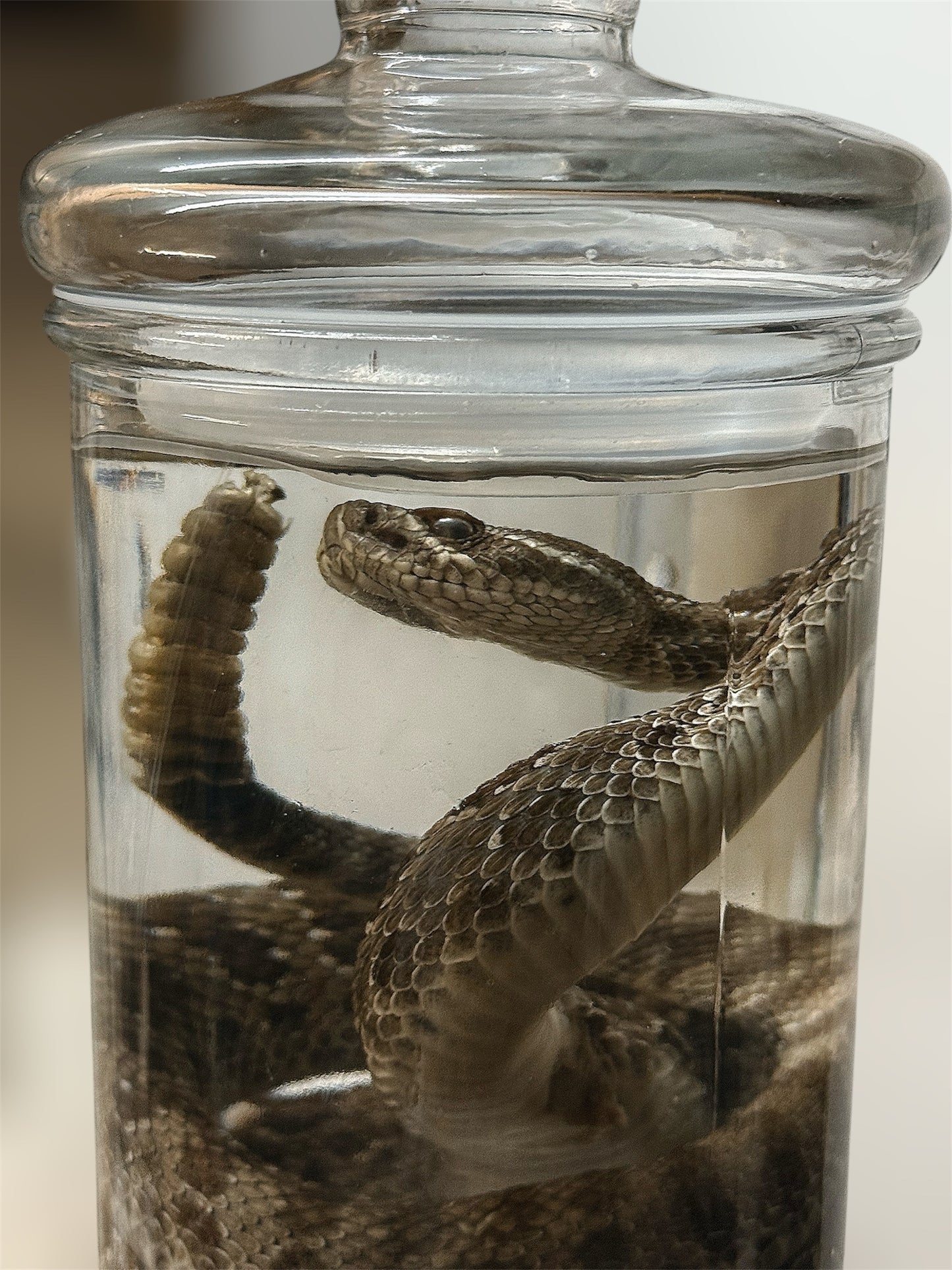 Adult 2 1/2 ft Rattler