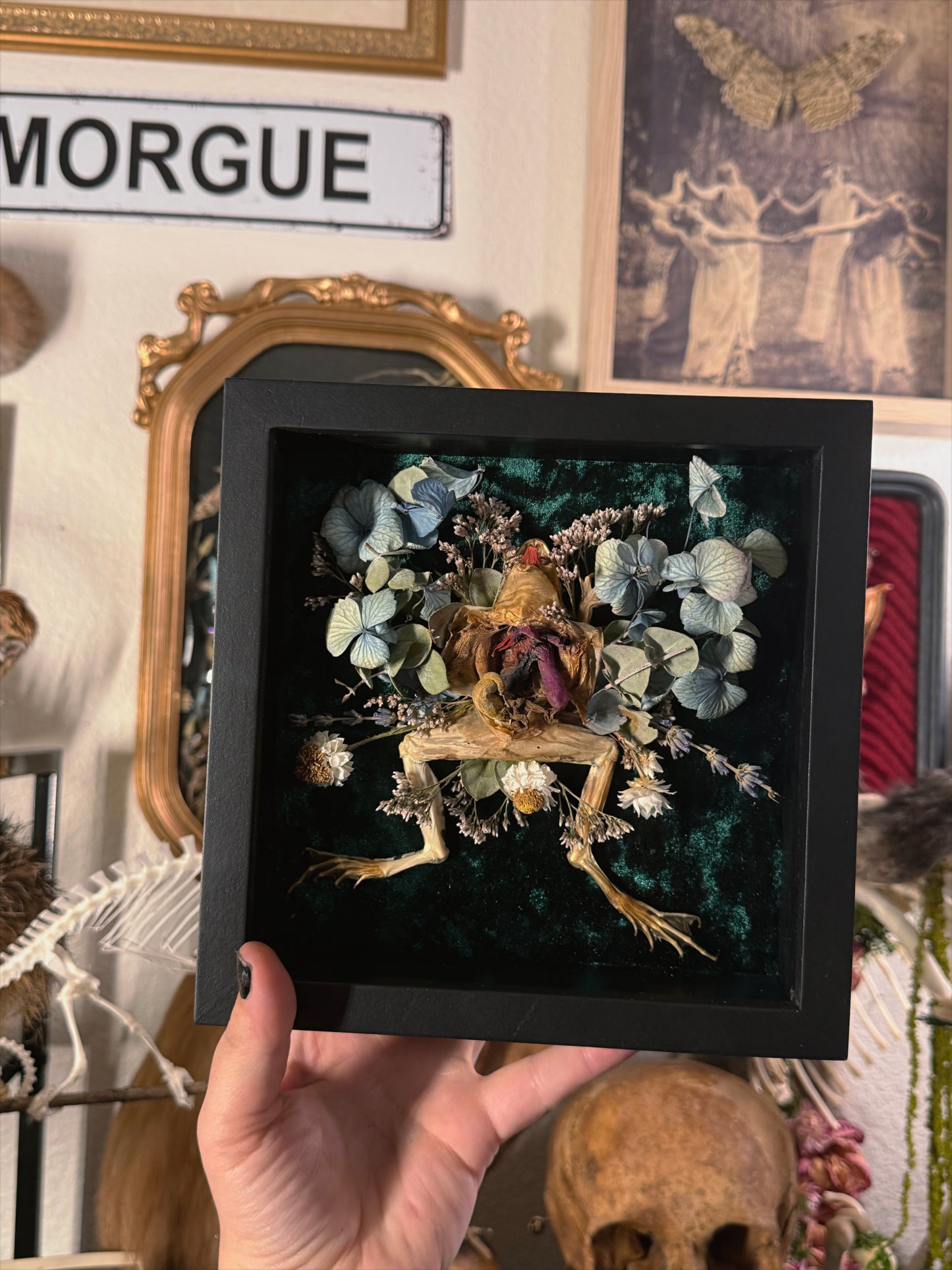 #24 Dissected Frog shadowbox 8x8