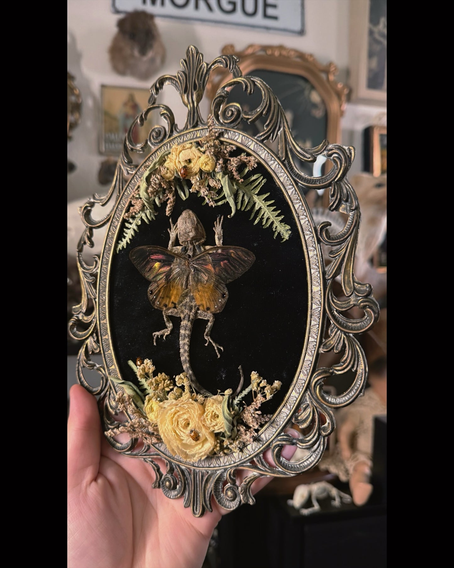 #1 Mummified Baby beardie Fairy 7x10