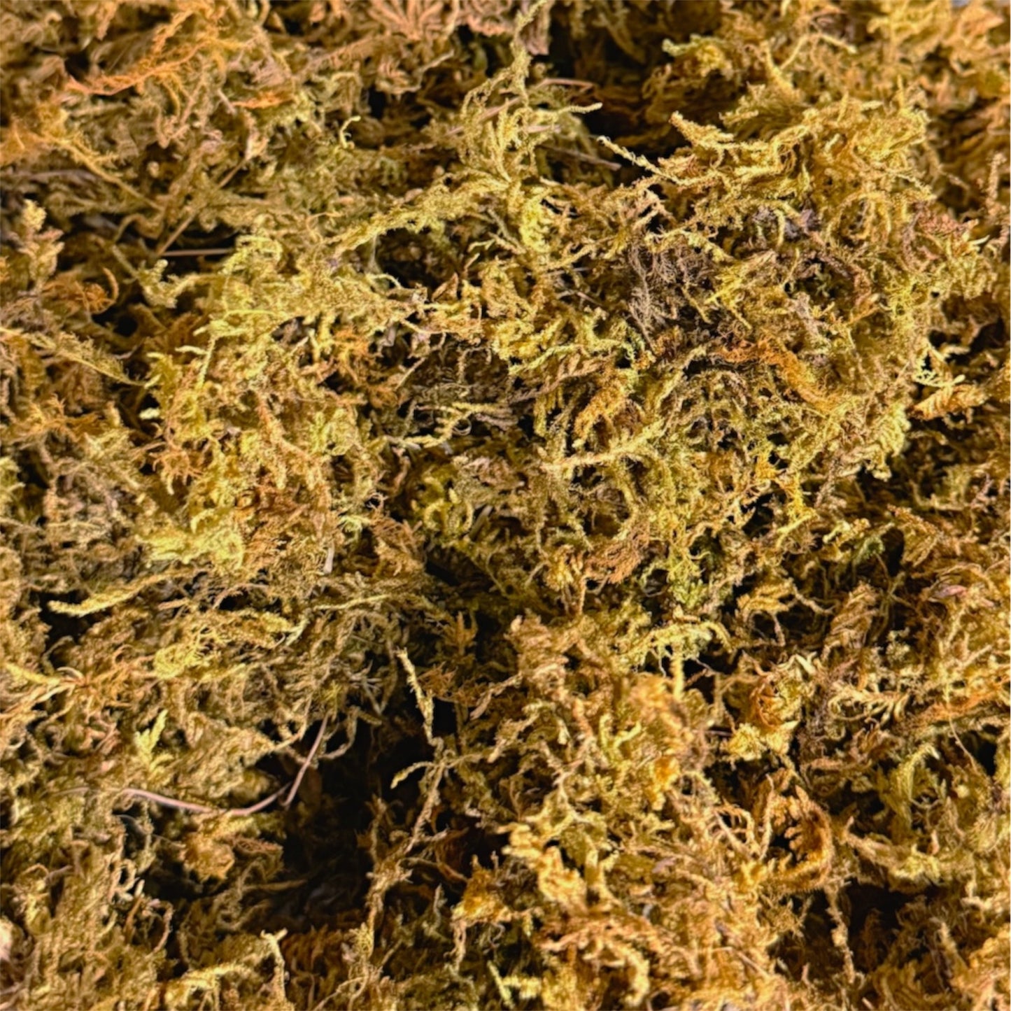 Overstock REAL MOSS - hand washed & heat treated