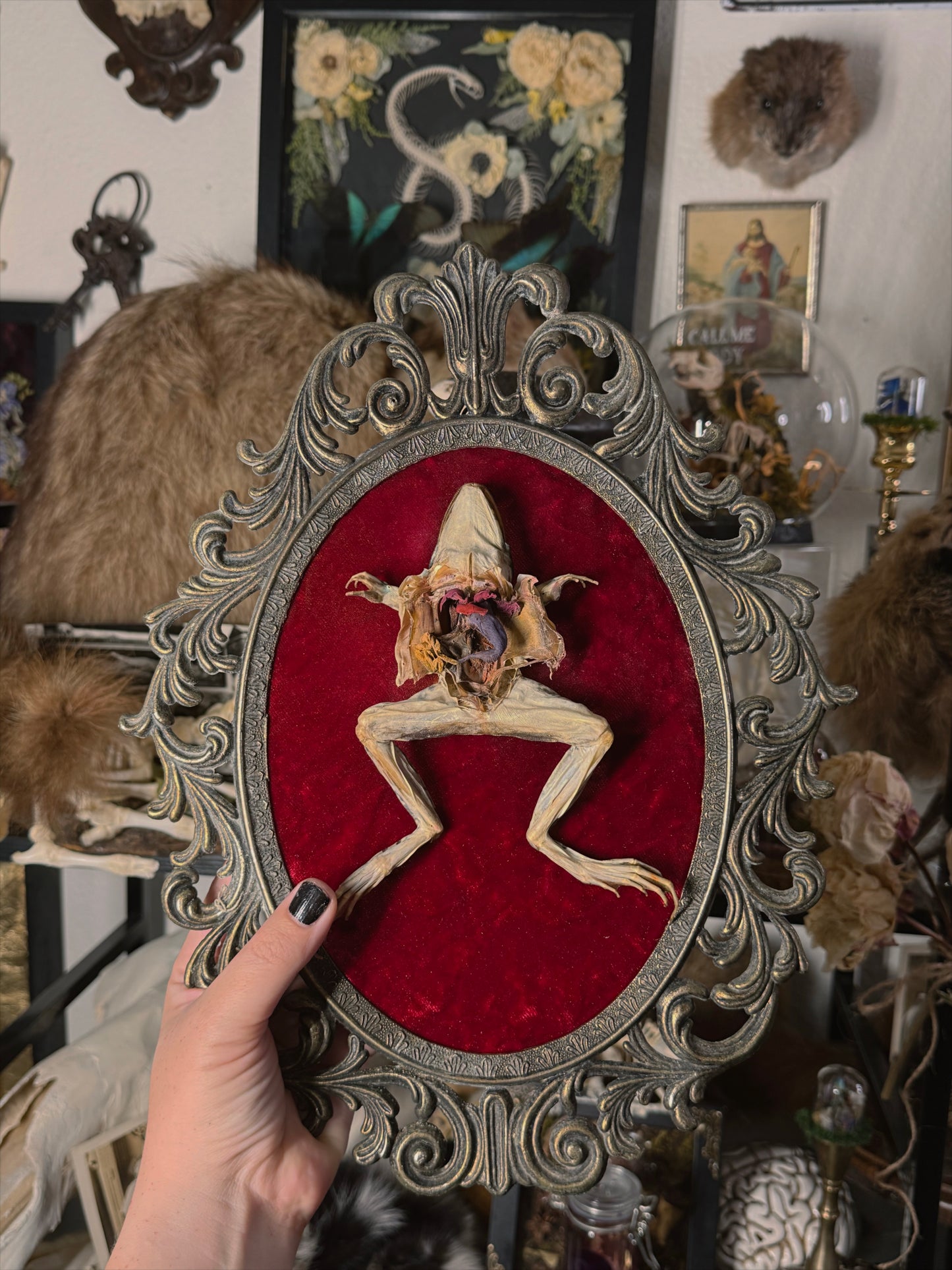 #3 Dissected Frog 10x13