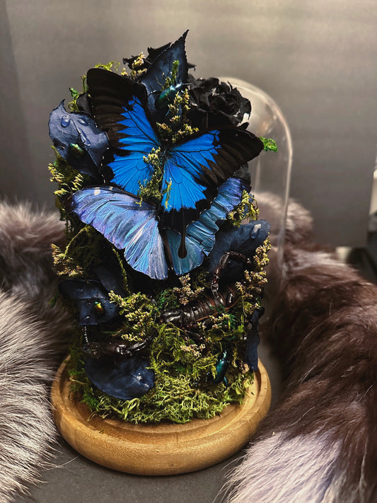 #56 Morpho, Scorpion globe with water droplets and beetles