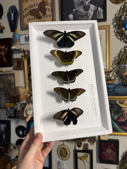 OVERSTOCK pinned butterflies (5ct)