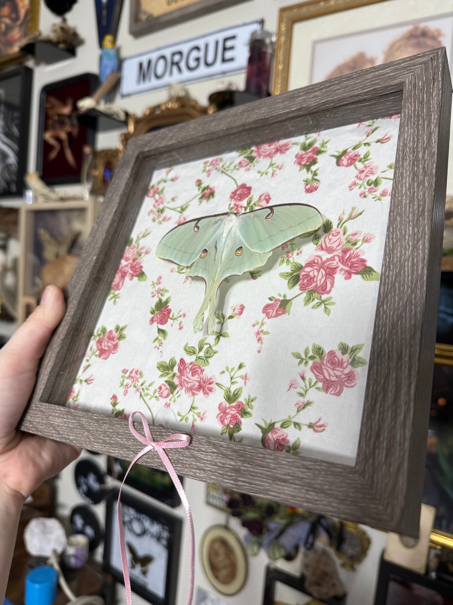 Valentines Collection Luna