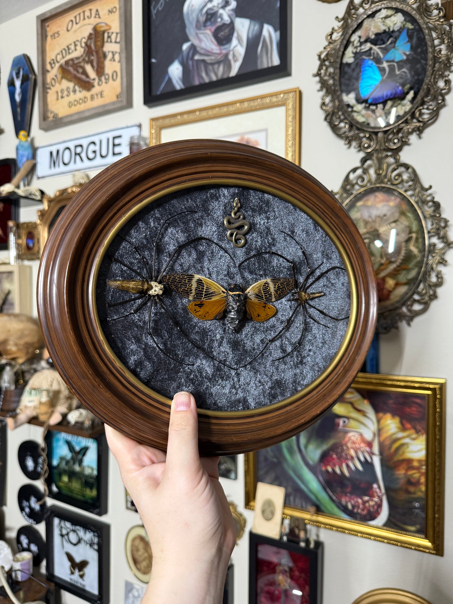 Valentines Collection Cicada & Spider Heart (Read Description)