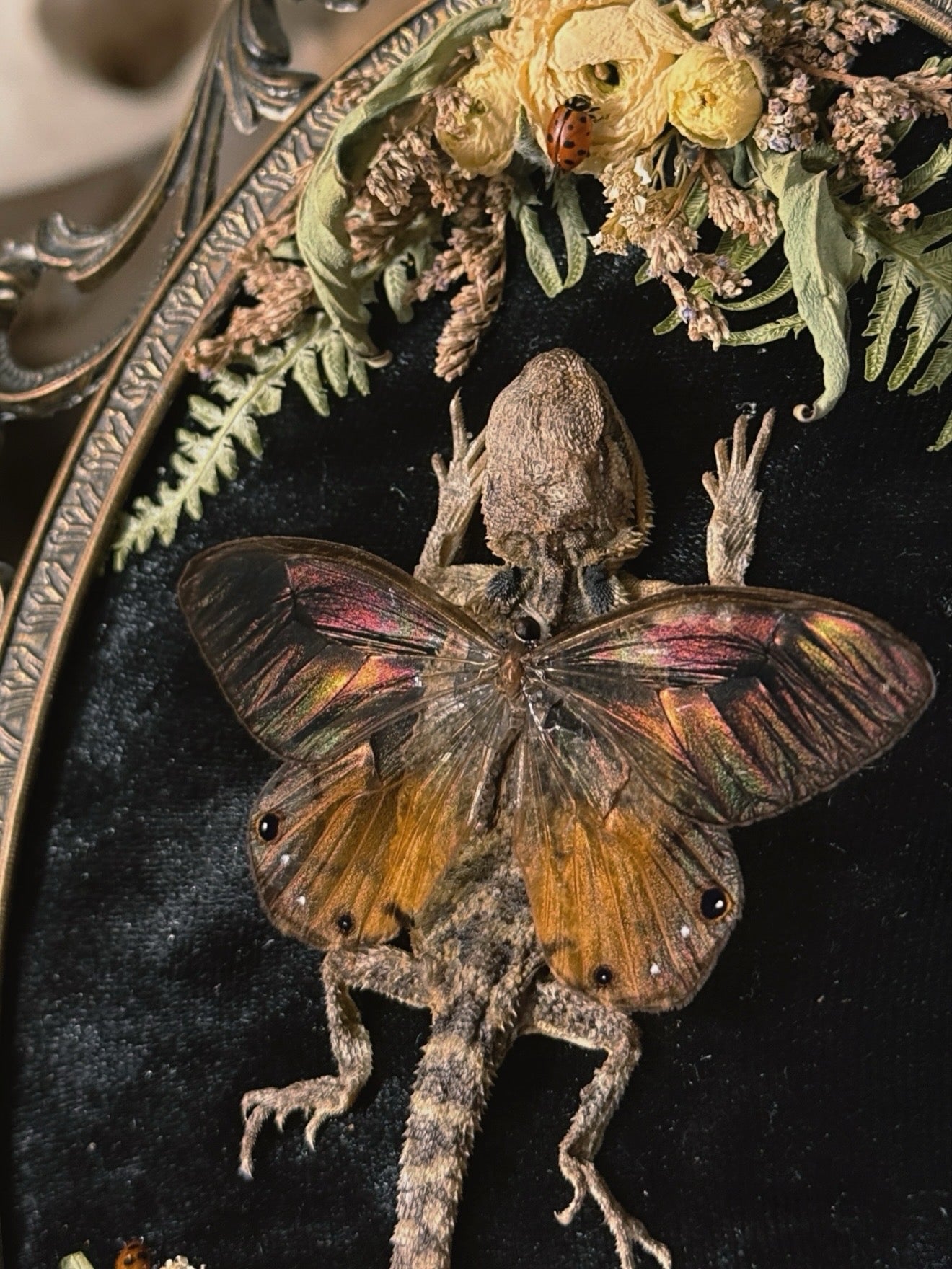 #1 Mummified Baby beardie Fairy 7x10