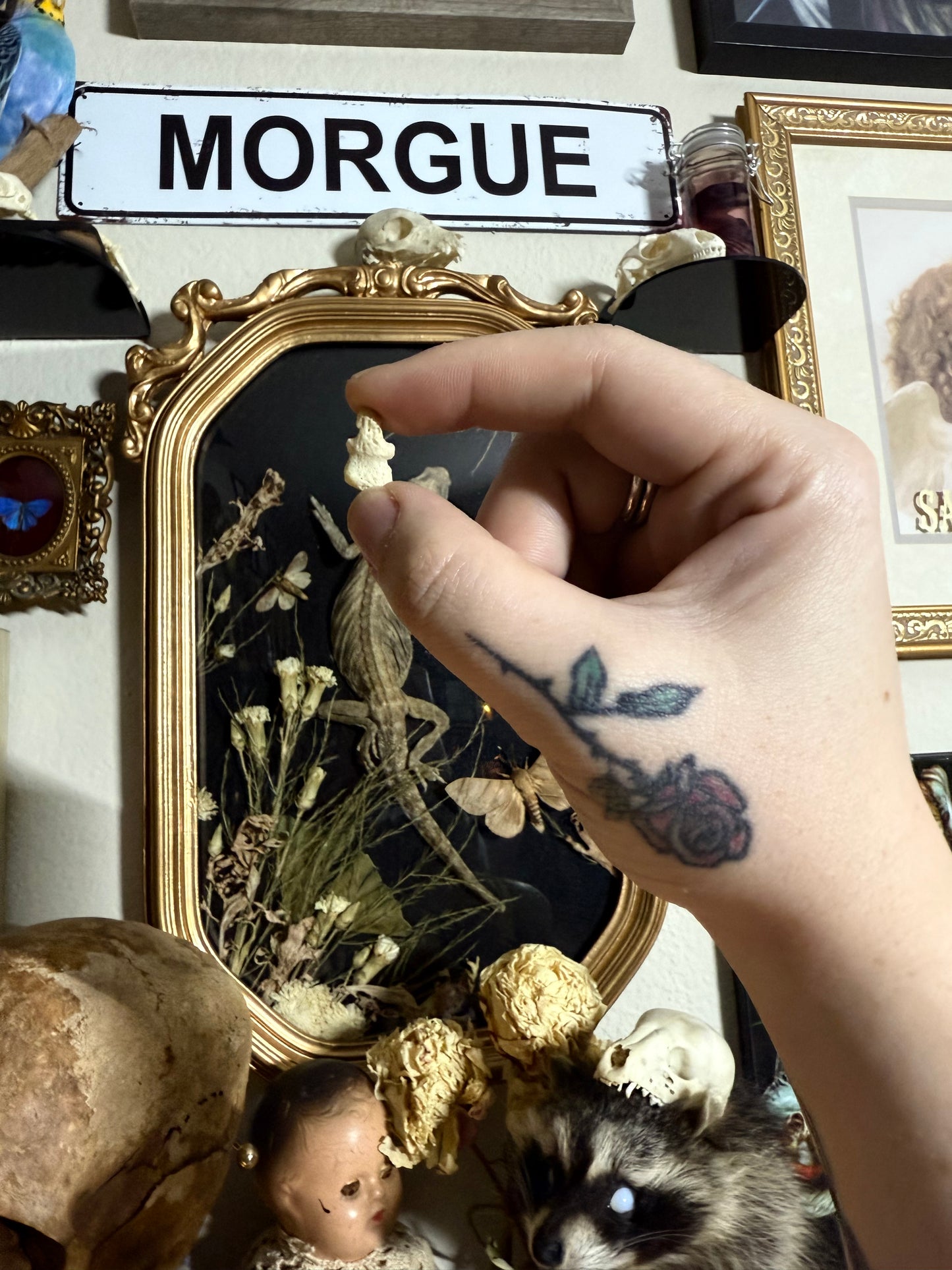 REAL Human hand/finger bone