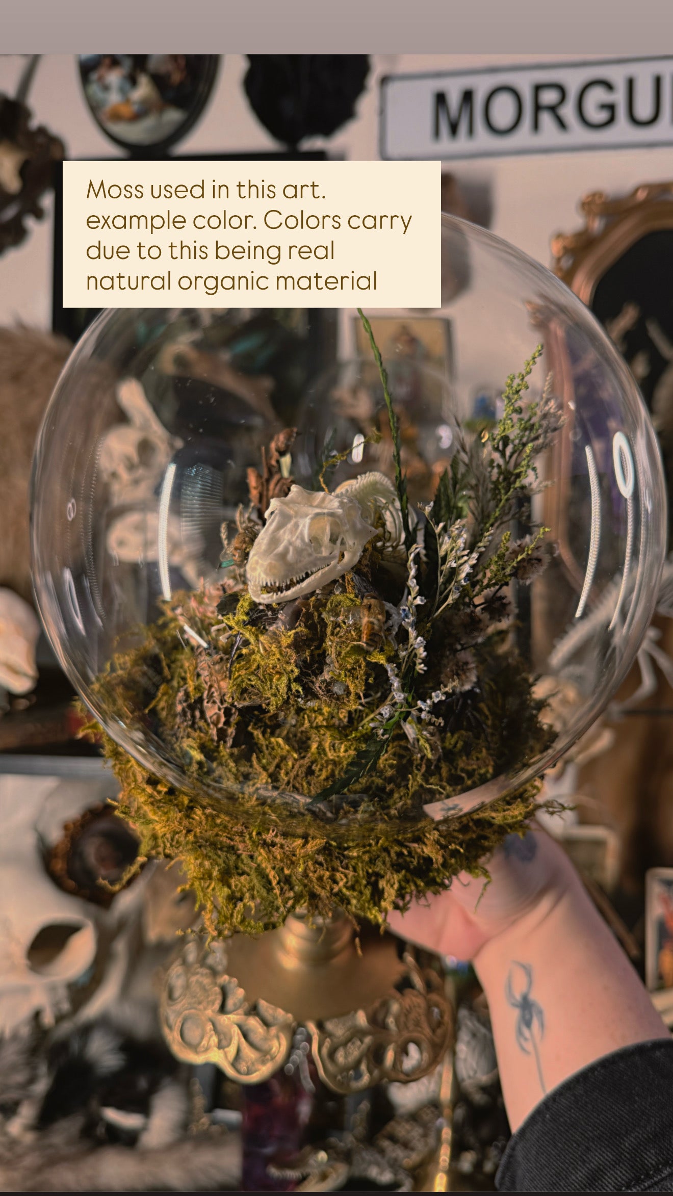 Overstock REAL MOSS - hand washed & heat treated