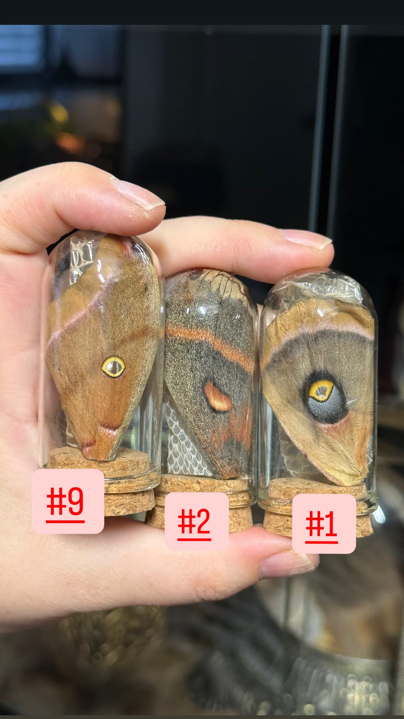 #38 Butterfly/Moth/ Mushroom/ Snake Shed Trinkets