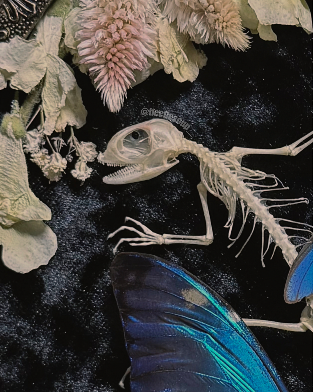 #2 Baby Iguana Skeleton 10x13