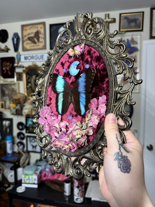 Valentines Collection Opal moon & Morpho (Read Description)