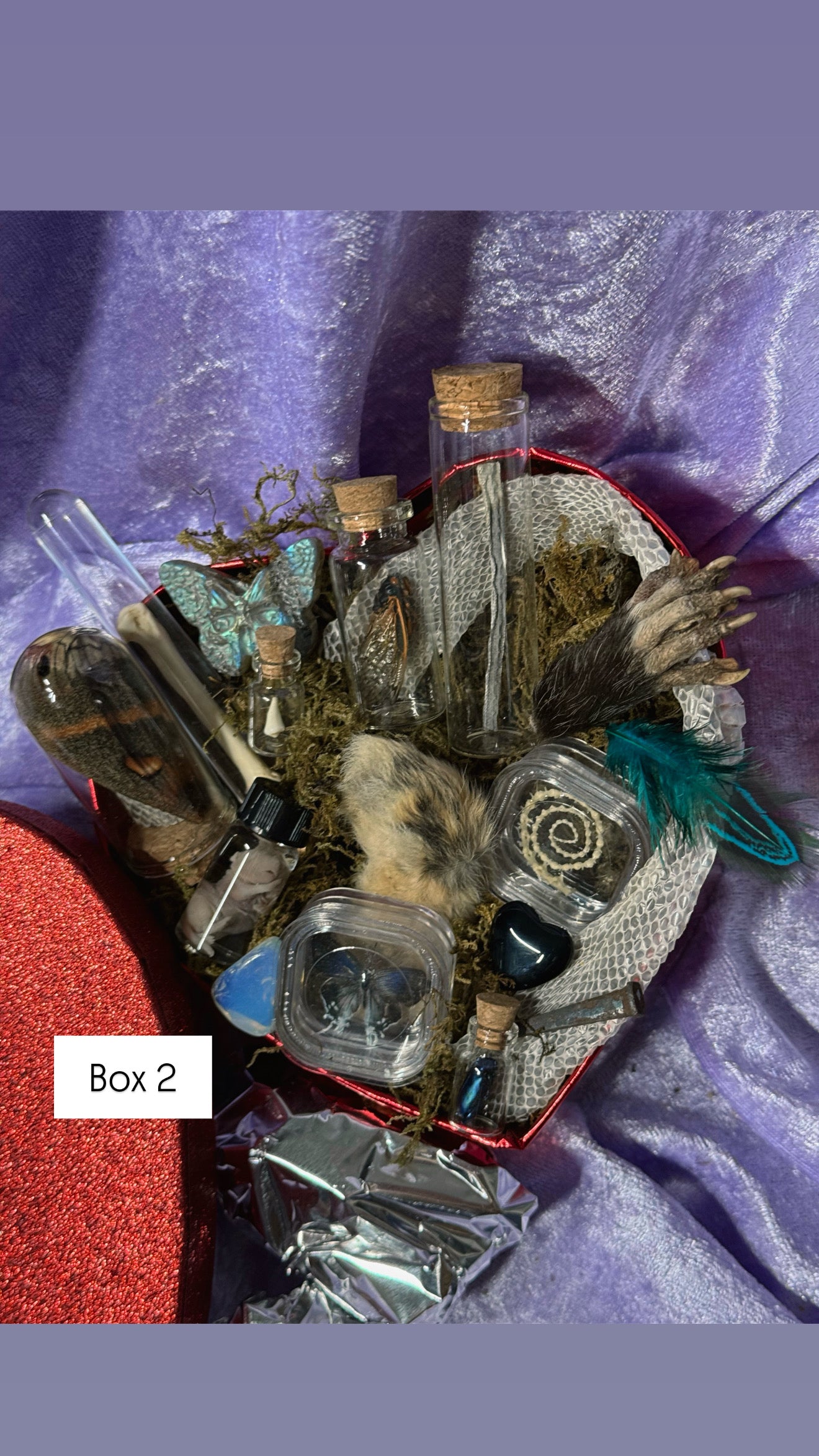 Valentines Collection MEDIUM ODDITY HEART BOX w/ WET SPECIMEN