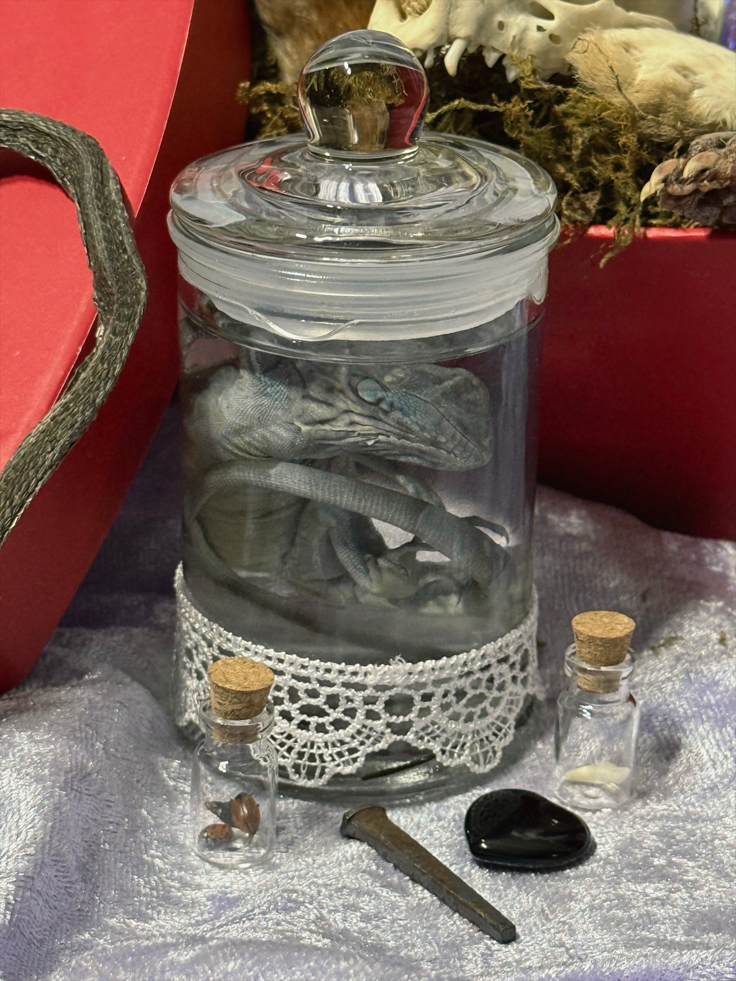 Valentines Collection LARGE ODDITY HEART BOX w/ WET SPECIMEN