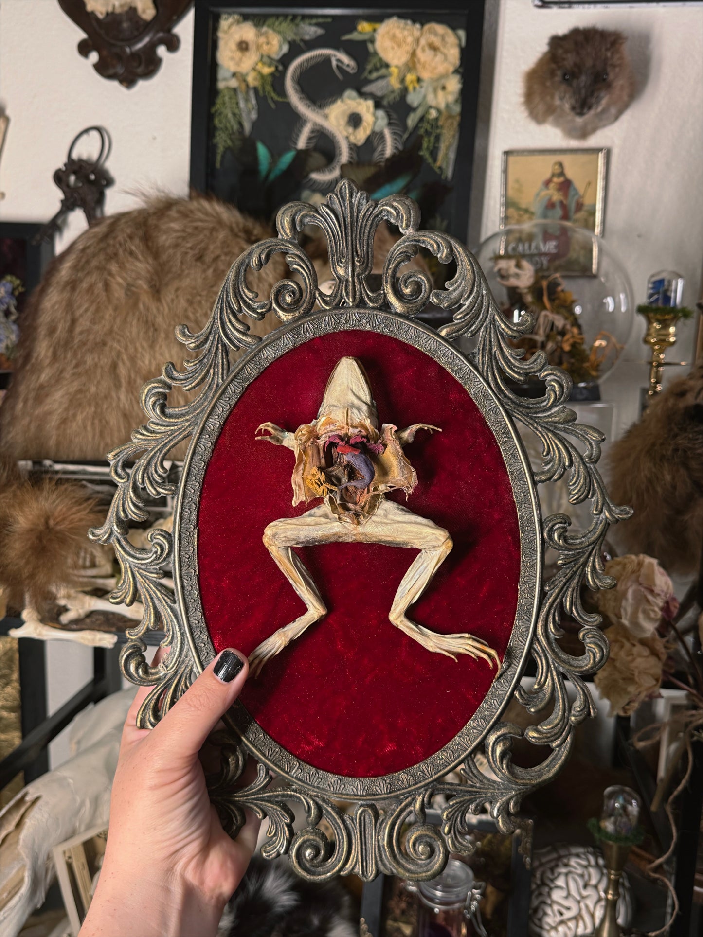 #3 Dissected Frog 10x13