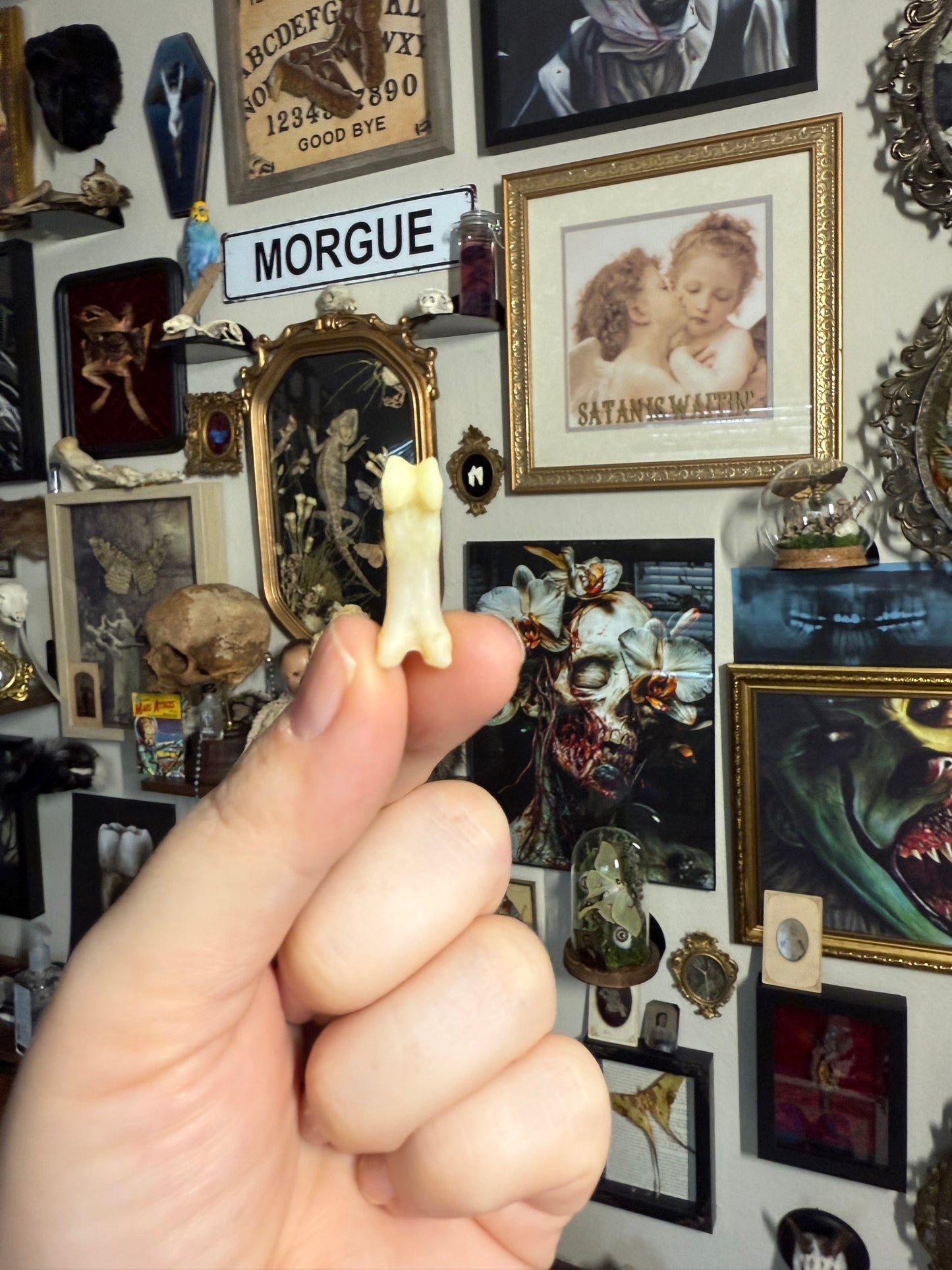 OVERSTOCK Bobcat Toe bones LOT. READ DESCRIPTION