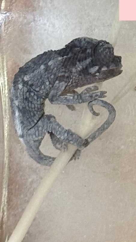 EXTREMELY RARE FETAL JACKSONS CHAMELEON BABIES in ANTIQUE PERFUME BOTTLES (Read Description!)