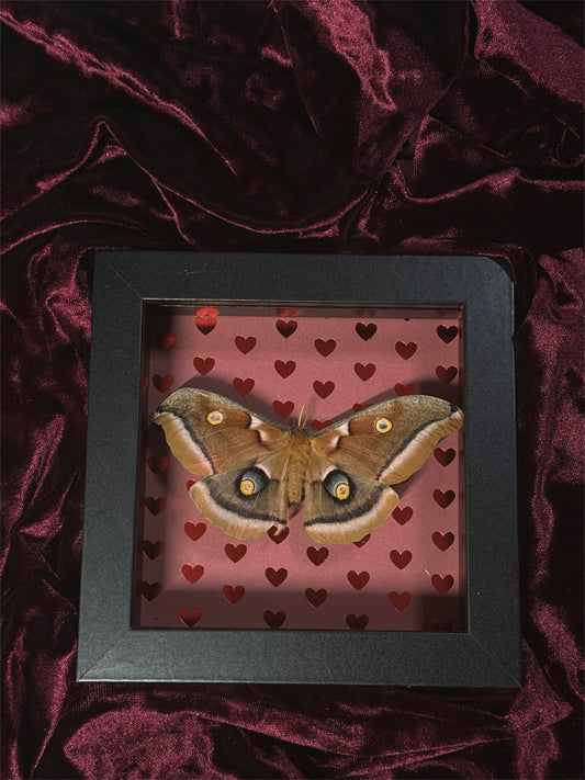 5. Love bug frame (READ DESCRIPTION)