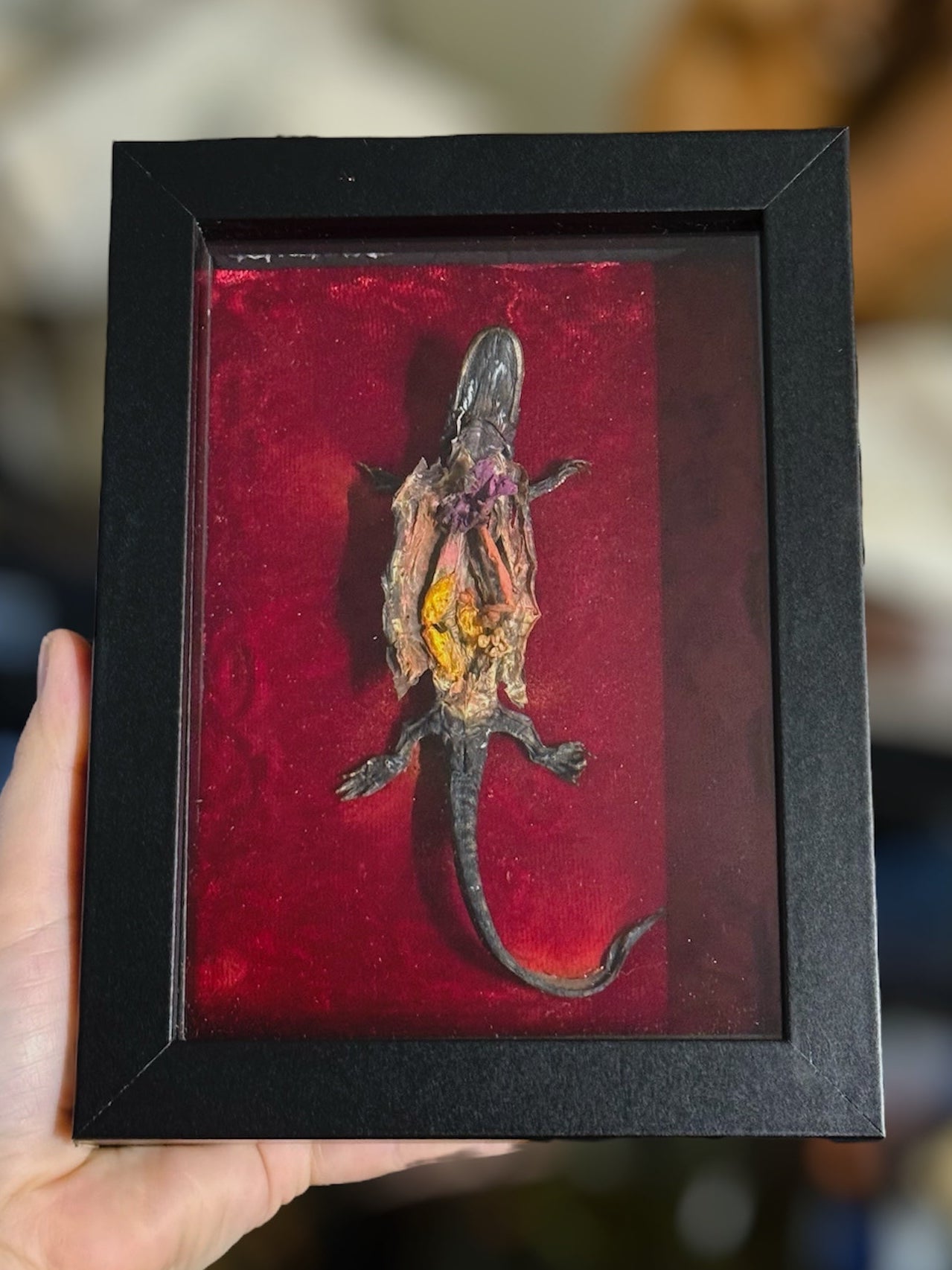 #14 DISCOUNTED Dissected Tiger Salamander shadowbox 5x7