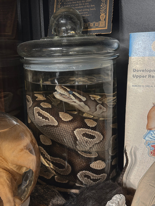#83 Reselling GIANT wet specimen python