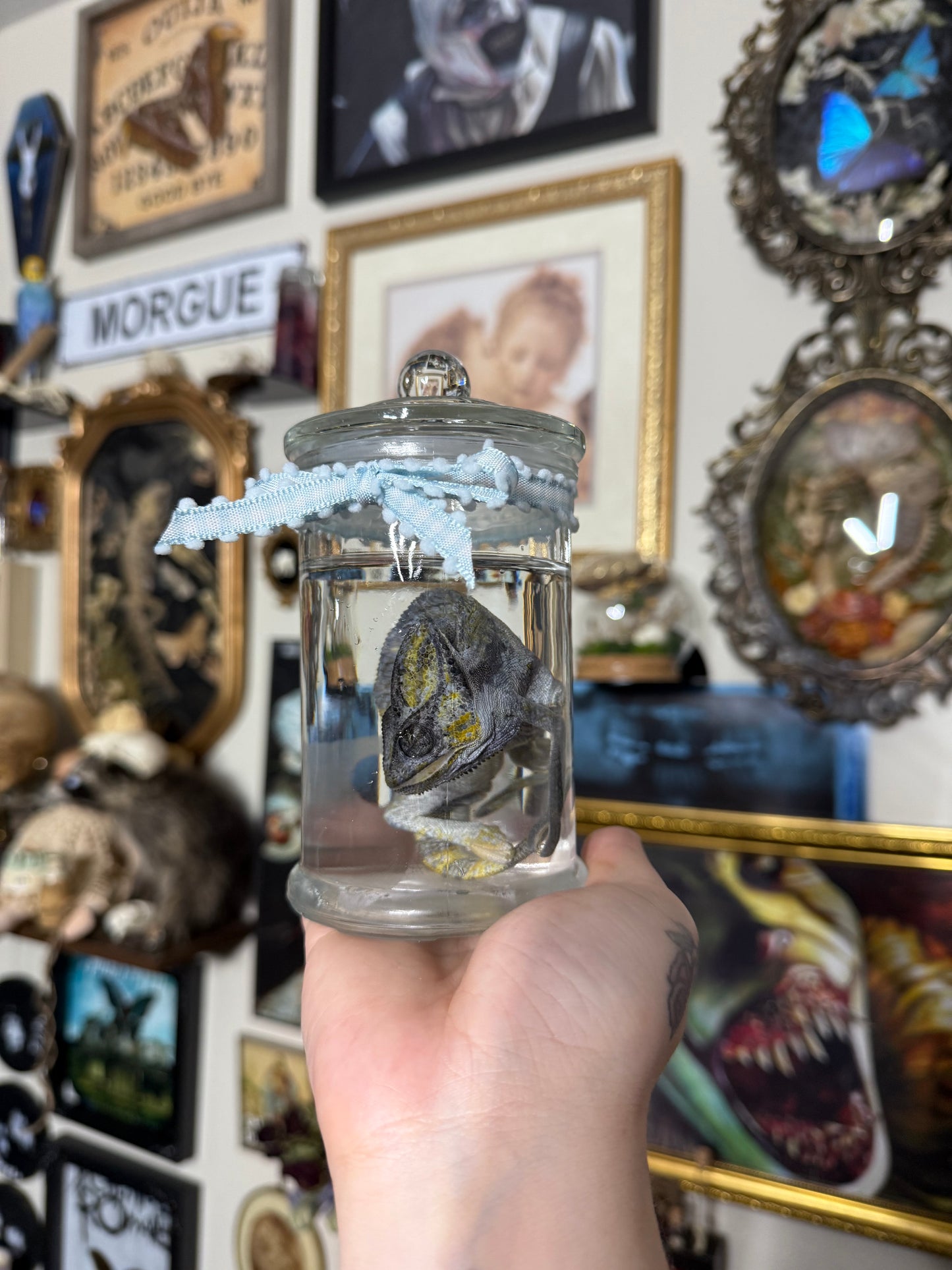 Valentines Collection Chameleon (Read Description!)